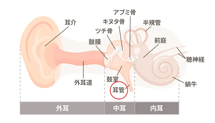 耳管狭窄症 中耳炎 航空 耳管通気 耳抜き Eustachi - Eustachian Tube Exerciser by Eustachi  ダイビング 飛行機 耳閉感 耳詰まり マリン - 旅行